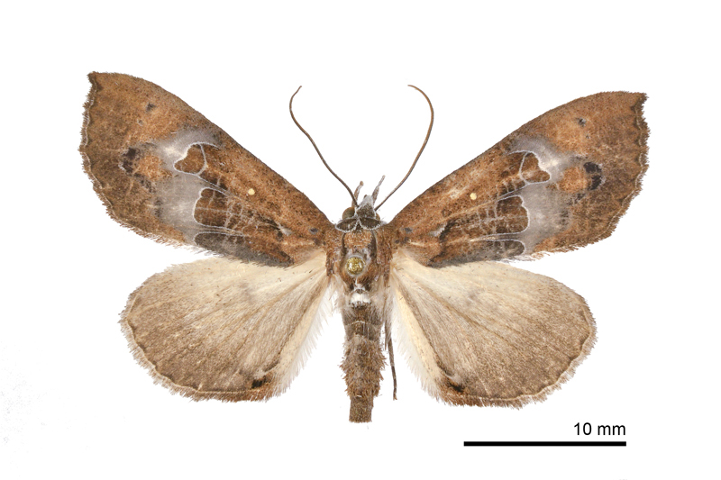 Coarica fasciata Female